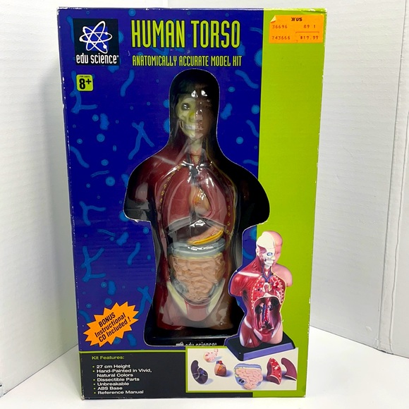 Edu Science Toys Edu Science Human Torso Anatomically Accurate